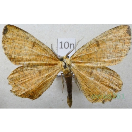 Angerona prunaria (Linnaeus, 1758) male Rączyk leszczyniak Poland10n